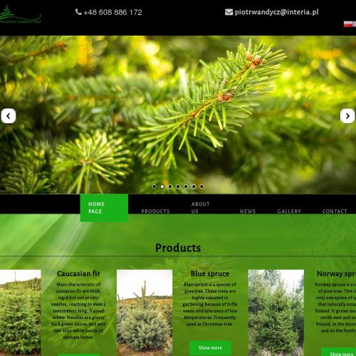 Plantacja choinek okolice koszalina w Koszalinie