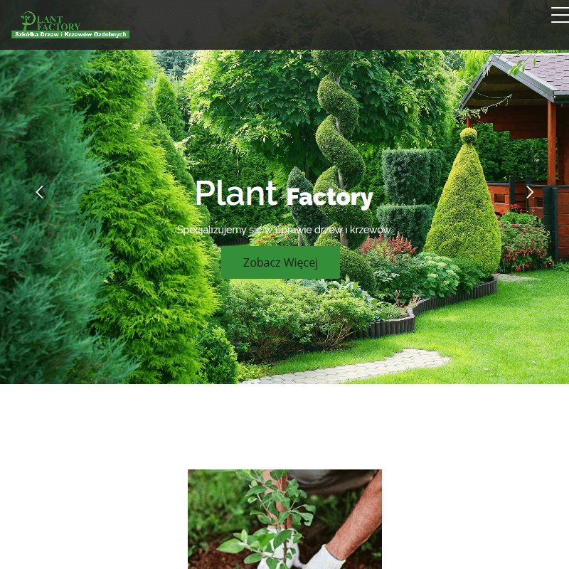 Grójec - krzewy z gruntu